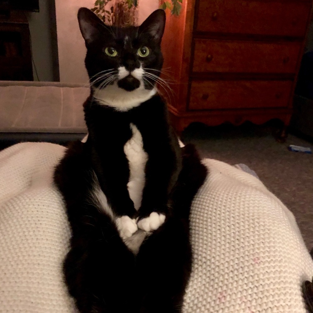 Meet your Posher, Elizabeth